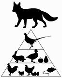 Fox food guide pyramid