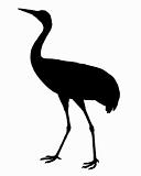 Common Crane silhouette