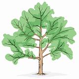 Simplified image - crone of tree