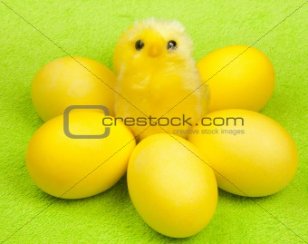 yellow chicken