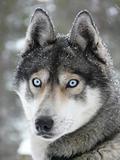 Blue eyes husky dog