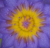 Lotus Flower Centre Close Up