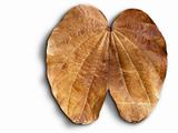 Dry brown leaf isolated