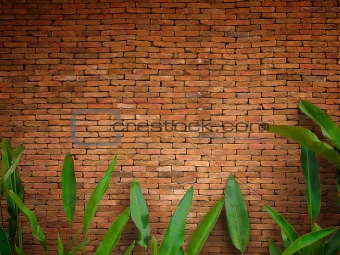 Red brick wall and front green leaf