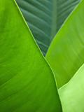 Abstract green leaf