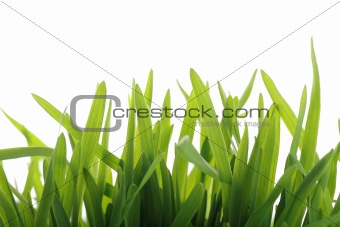 fresh green grass