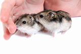 Two hamster on palm