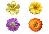 Different flowers isolated on white
