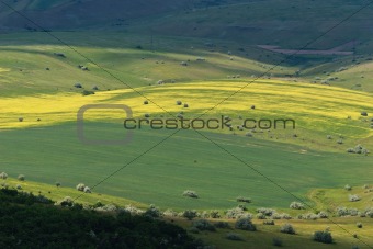 green and yellow field 