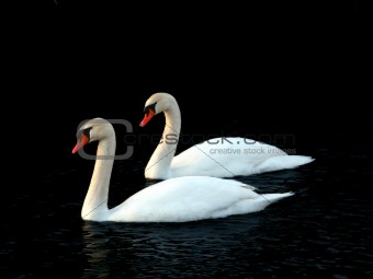 Mute Swan (Cygnus olor) - Illinois