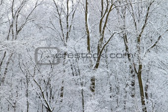 Winter Wonderland - Illinois
