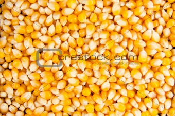 Closeup of dried maise corn