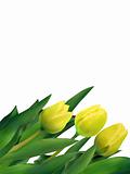 Yellow tulips against white background. EPS 8