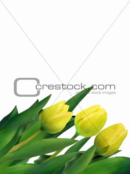 Yellow tulips against white background. EPS 8