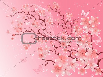 cherry blossom,  vector illustration 
