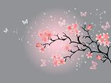 cherry blossom, grey background