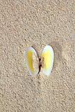 clams shell open in caribbean beach sand