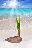 Coconut palm tree sprout grow tropical beach