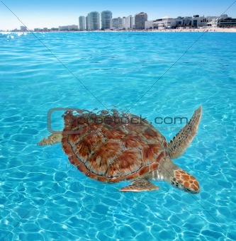 Green sea Turtle Caribbean sea surface Cancun