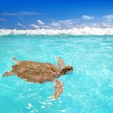 Green sea Turtle Chelonia mydas  Caribbean