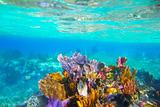 Mayan Riviera reef snorkel underwater coral paradise