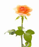 single orange rose isolated on white
