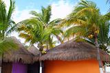 Tropical Caribbean Palapas hut coconut palm trees