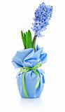 blue flower hyacinth in wrapping with bow