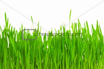 Wheat grass