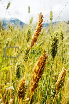 Tibetan wheat