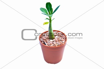 Young plant on the white background