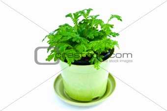 Young plant on the white backgrounds 