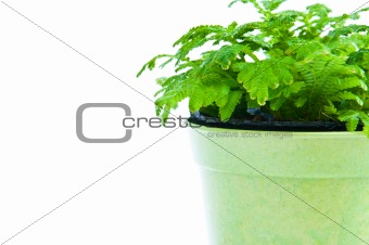 Young plant on the white background 