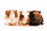 baby guinea pigs