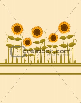 sunflowers background