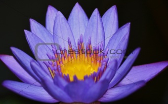 Lotus Flower Open