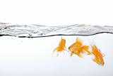 small group of goldfish