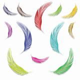 feathers in colors