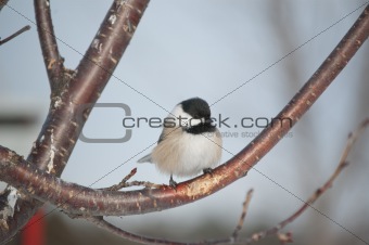 Black-capped Chickadee Perched on a Branch