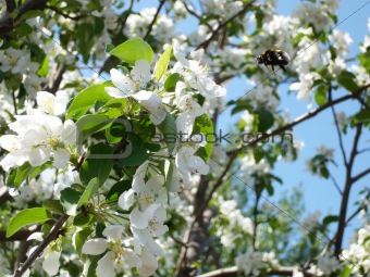Apple tree and bee