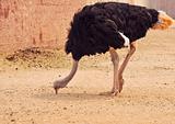 Ostrich pecking