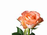 Beautiful pink rose flower isolated over white background