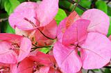 Pink bougainvillea 