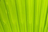 section of a palm leaf