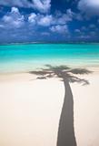 Tropical beach and shadow of coconut tree