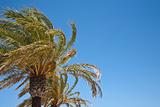 Palm tree blowing in breeze against a blue sky