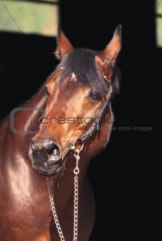 portrait  bay horse at dark background