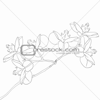 Vector illustration of orchid flower 