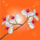 twig blossoming orchids on a background