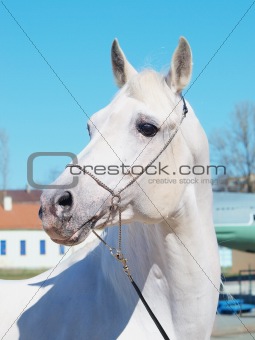 portrait of the white arabian horse
